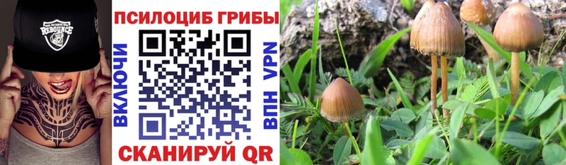 Галлюциногенные грибы Cubensis кракен онион Ликино-Дулёво